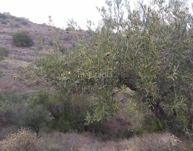 Foto 1e205dbe-8ac4-4bcd-b88b-57fd2e547448. Fondo rustico in El Cortijuelo Málaga