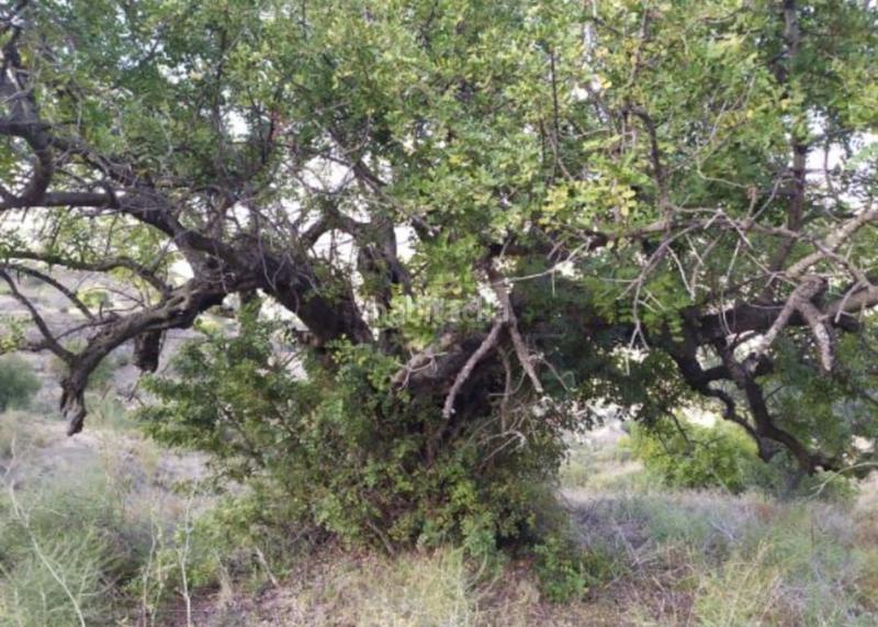 Foto f7afdddc-2db0-4555-a67a-88e08b6b5561. Finca rústica en El Cortijuelo Málaga