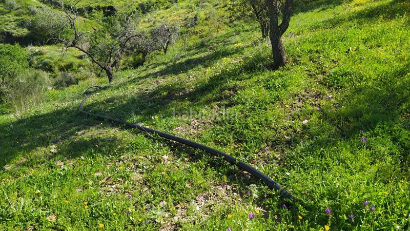 Foto 11e46d1e-a5ee-4f8e-9f80-d2f726064e6c. Finca rústica a Cártama pueblo Cártama