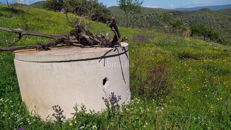 Foto 1ee25dc8-d5e5-4f09-8214-12b055733552. Finca rústica a Cártama pueblo Cártama