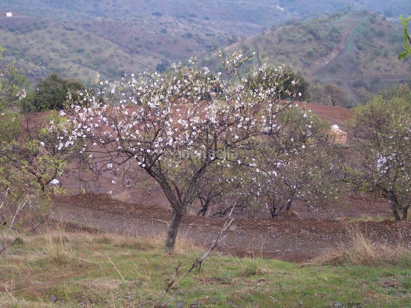 Foto 609a03f6-f10e-4b6c-a2c2-6ee6b1dd3d35. Finca rústica a Cártama pueblo Cártama