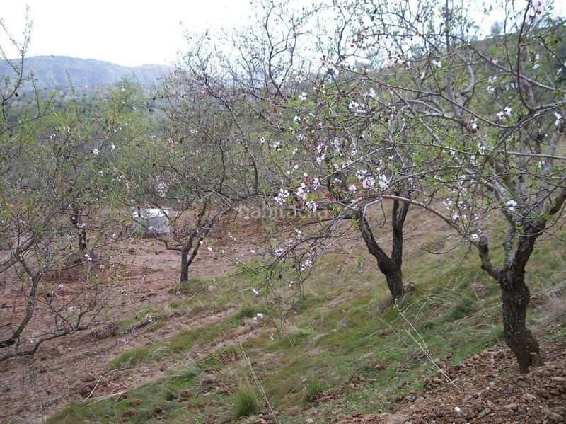 Foto f04050bb-dc01-42f4-93f1-4abf76d38fba. Finca rústica a Cártama pueblo Cártama