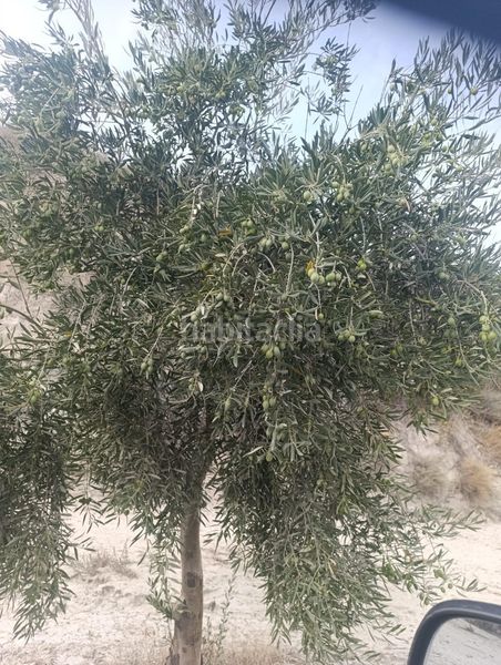 Foto 0353f5e1-02ce-47ec-af6e-03f760ee2a75. Finca rústica a calle p8ch+5hh los olivos a Castilléjar