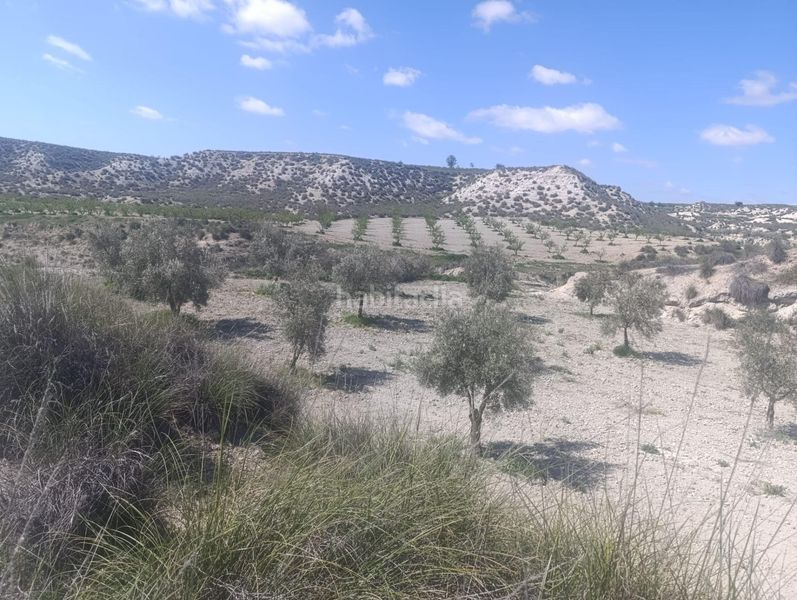 Foto 6a427bed-de31-4bf9-a28c-232184e9f78e. Finca rústica a calle p8ch+5hh los olivos a Castilléjar