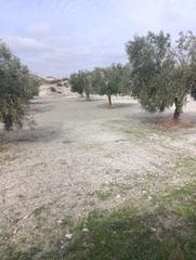 Finca rústica a Calle p8ch+5hh los olivos. Terrero de secano con olivos y almendros