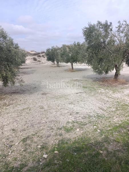 Foto 7ccff507-3c33-4c24-9b31-4ee4740d60ed. Finca rústica a calle p8ch+5hh los olivos a Castilléjar