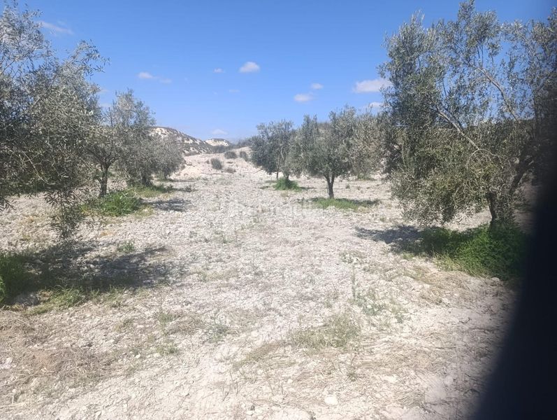 Foto 7d6ae950-0b72-4c9a-a3c1-bf156c69a27e. Finca rústica a calle p8ch+5hh los olivos a Castilléjar