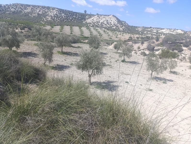 Foto ca9a2b76-0889-4c2f-8044-49f09dfb5708. Finca rústica a calle p8ch+5hh los olivos a Castilléjar