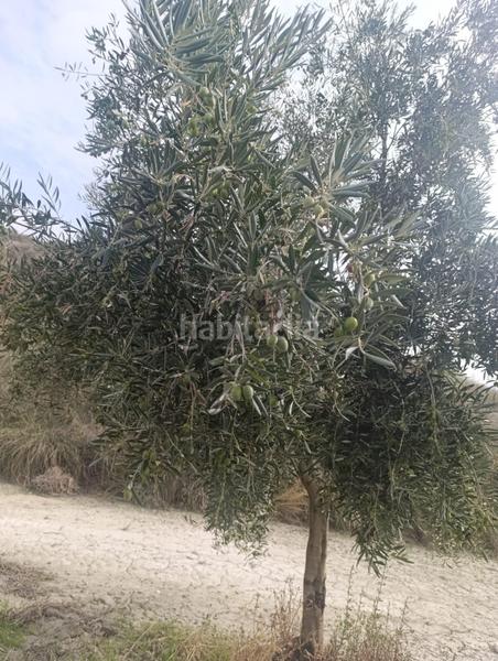 Foto f954fe18-739e-43e0-8c6a-85f46b80f86b. Finca rústica a calle p8ch+5hh los olivos a Castilléjar