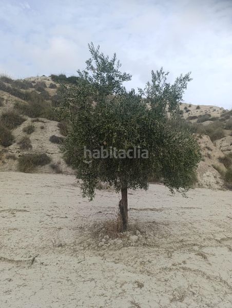 Foto fd374575-f636-4e0c-93a5-e6a5a23c67b5. Finca rústica a calle p8ch+5hh los olivos a Castilléjar