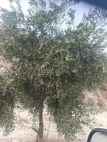 Foto feef7002-c980-425c-9d63-0c459880162d. Finca rústica a calle p8ch+5hh los olivos a Castilléjar