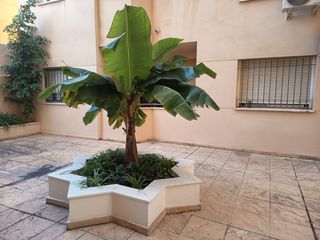 Rent Flat in Suárez. Piso en alquiler ideal en camino de suárez, málaga