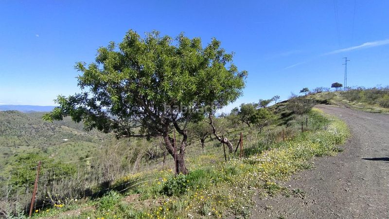 Foto a1a63d27-3a7d-43a0-b4e1-6934422a4e07. Finca rústica a Cártama pueblo Cártama