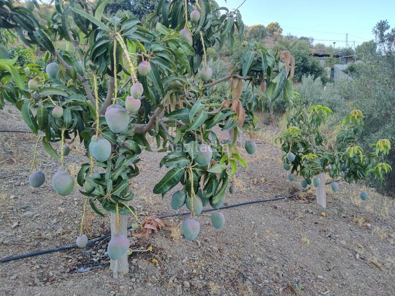 Foto 422aeae4-0aaa-498d-814c-d21519677a94. Finca rústica a Pizarra