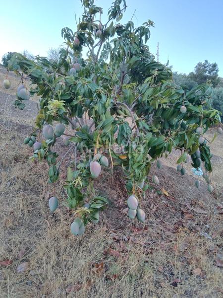 Foto 47b1c1d6-5839-4f7e-bf4d-a6a2d63a75aa. Finca rústica a Pizarra