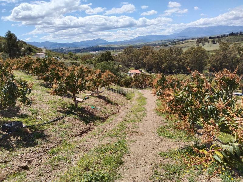 Foto 4efe7f00-f11d-4534-a756-1af992cbbbf7. Finca rústica a Pizarra