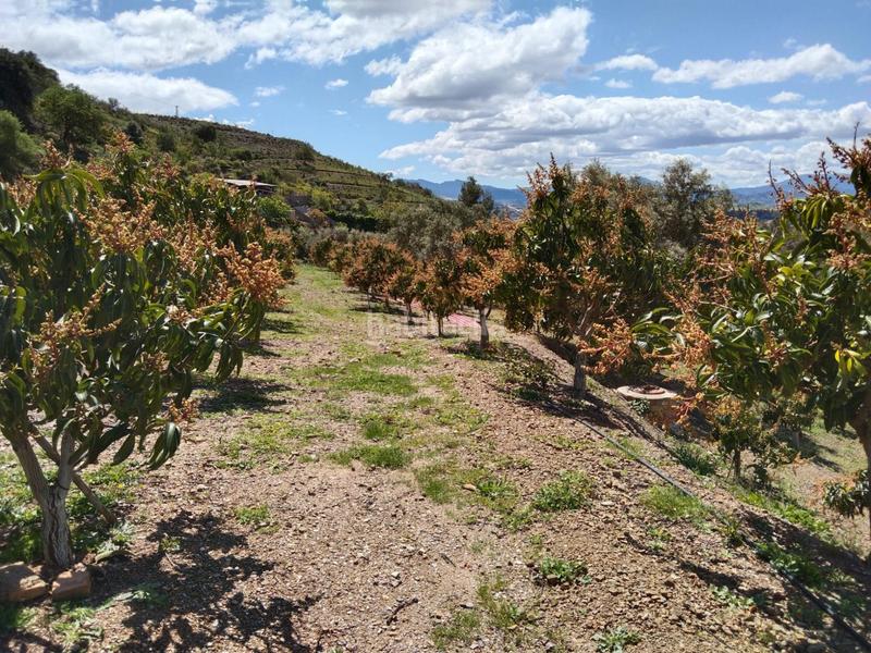 Foto c2d9b664-b30a-435e-92de-7cc5bb6d82b7. Finca rústica a Pizarra