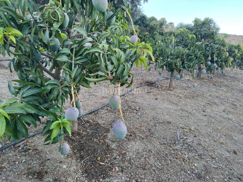 Foto c7849239-4f55-448c-b008-21c4da17fab9. Finca rústica a Pizarra