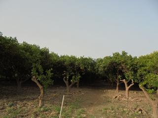 Propriété à Calle felix rguez de la fuente 27. Se vende finca de naranjos en rioja, almería