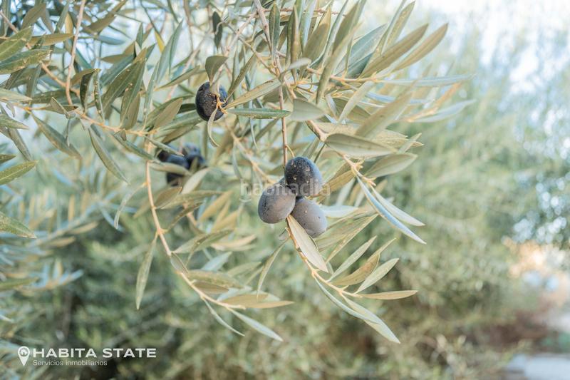 Foto fa41813c-32da-4ab3-b5a0-ea9a9a522dce. Chalet avec cheminée piscine dans Viator