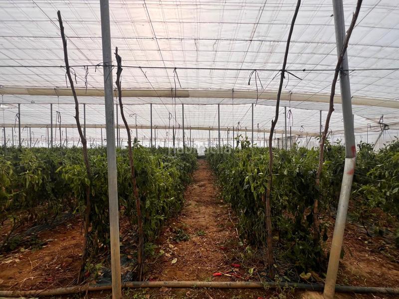 Foto da6fa7b3-4579-4c61-b293-b00fe459dd5b. Casa in Centro Alcalá de Guadaira