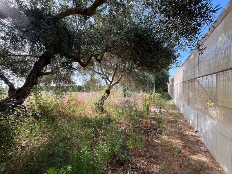 Foto fb1f890a-bd57-4035-89d1-08cbb6c24475. Masia a Pedanías Norte Utrera
