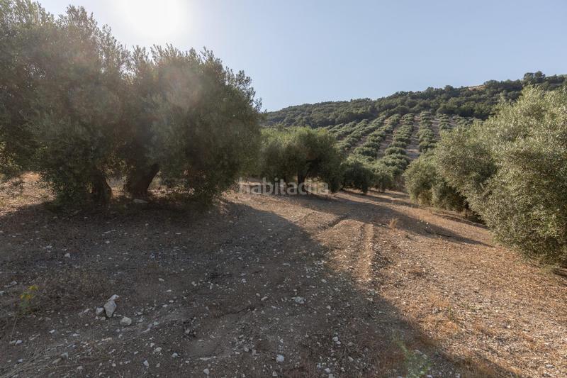 Foto 50e0bba2-2d15-48dd-8ed6-4347c79498a9. Propriété dans Montefrío