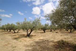 Finca rústica en Camino de Los Tejares