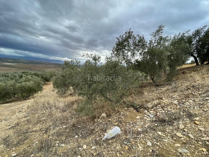 Foto d7d79d32-eb44-4789-ae0b-532c7f936be8. Masia a San Ildefonso - Catedral Jaén