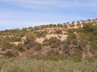 Masia a Morón de la Frontera. Promoción de terrenos en venta en pre. el jeme, polígono 60 en m