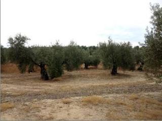 Terreno residenziale in Lopera. Parcela de 11.400 metros en lopera