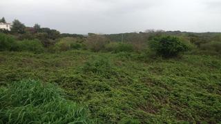 Terreny residencial a El Higuerón. Parcela en santa maría de trasierra córdoba