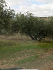 Propriété à Martos. Venta de suelo rústico en martos jaén