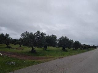 Finca rústica a Puerto Serrano. Gran terreno urbanizable en transformación en puerto serrano