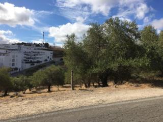 Finca rústica a Arcos de la Frontera. Terreno urbanizable en transformación  arcos de la frontera