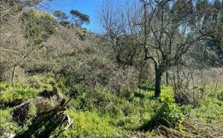 Finca rústica a Camino de los franciscanos. Finca rústica en venta en urbanización berrocanes