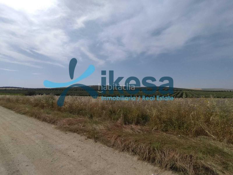 Foto 0224e61a-e567-4da6-a9ae-9d4fd5838bea. Fondo rustico in Carpio (El)