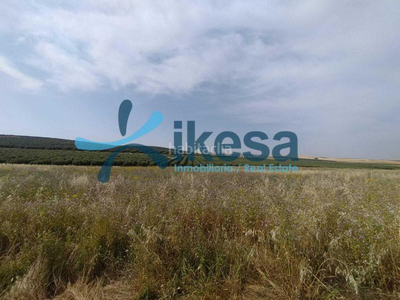 Foto 05ff8373-498d-4130-b364-7b96882ccd74. Fondo rustico in Carpio (El)