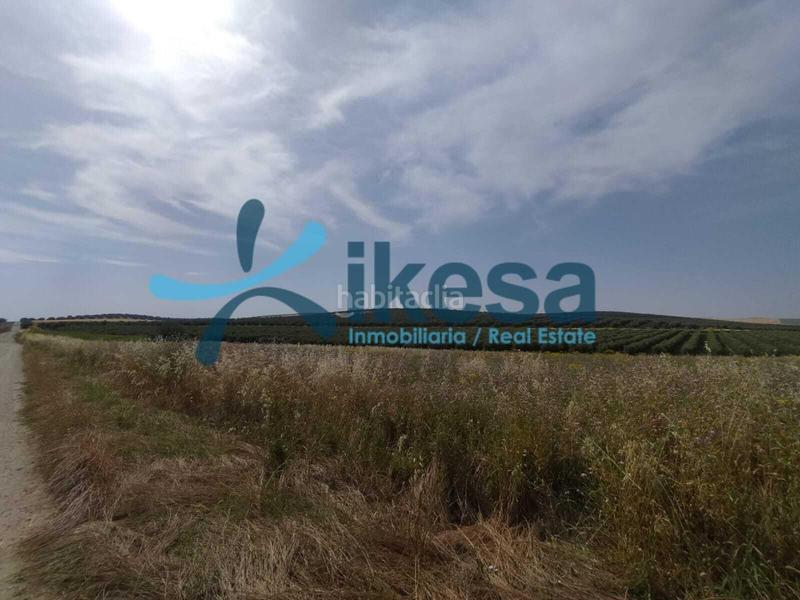 Foto 2aabf389-676b-46d0-a158-43eb9c26b029. Fondo rustico in Carpio (El)