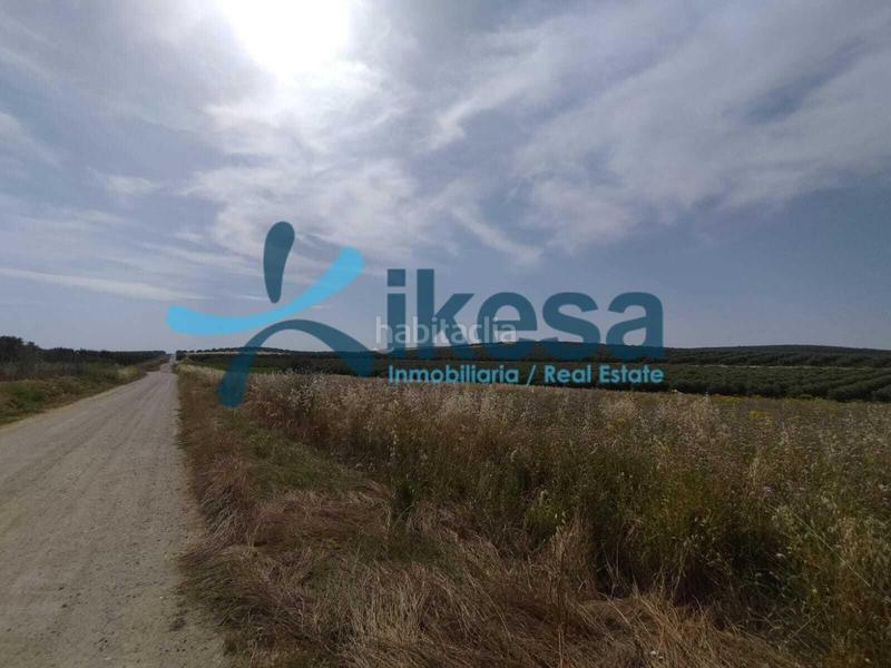 Foto 6986a5c5-6285-4334-8d73-3d552f45f7e7. Fondo rustico in Carpio (El)