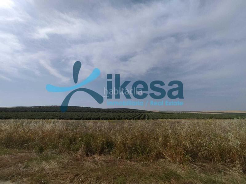 Foto 85c322f0-cdf5-48bc-a0e9-b65fbdab6f97. Fondo rustico in Carpio (El)