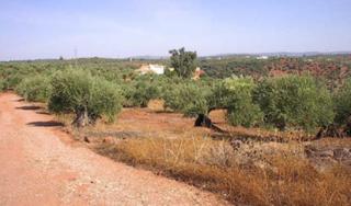 Landgut in Montoro. Suelo rústico sin posesión en montoro córdoba