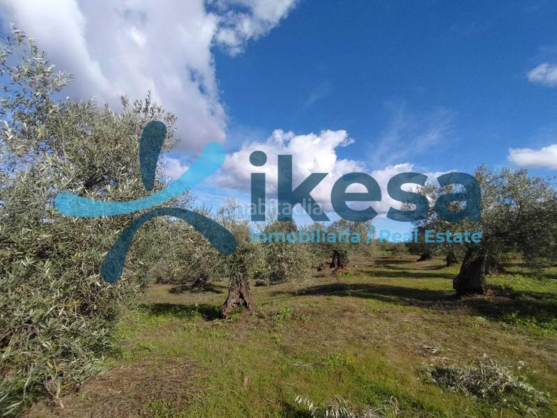 Foto a9ec829c-e9bb-4422-b17d-e0dffdd329bf. Fondo rustico in Montoro