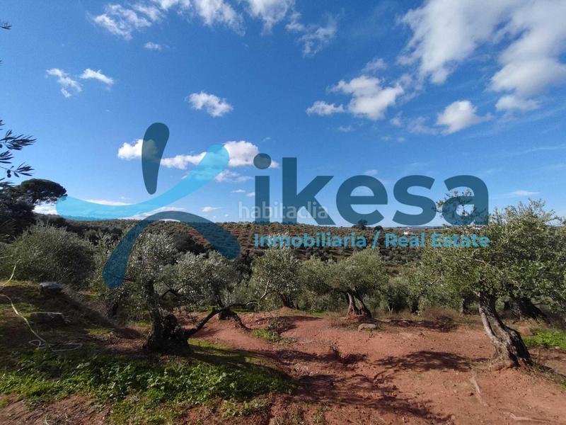 Foto b8949ff7-a672-4311-89d2-7f8db2ebc48f. Fondo rustico in Montoro