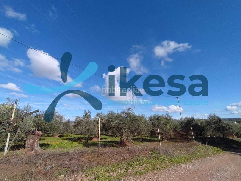 Foto bac8374e-c611-482b-8cbd-3367dee8b6f7. Fondo rustico in Montoro