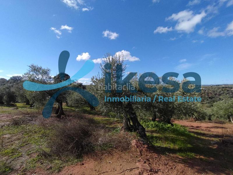 Foto dde667ba-2e3a-4282-8301-fb690486d3b6. Fondo rustico in Montoro