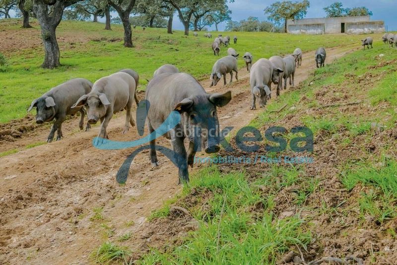 Foto 40335d8b-a775-4107-a027-92ce58a80f9e. Finca rústica a Puebla de Guzmán