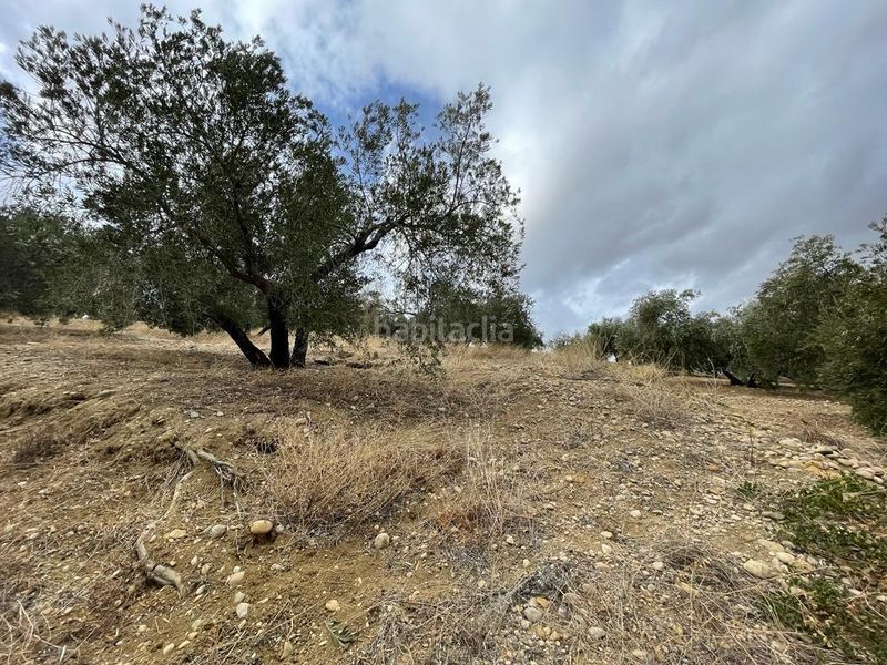 Foto 0a4708a0-a077-4b14-89a3-9b99f79cf8b7. Finca rústica a San Ildefonso - Catedral Jaén