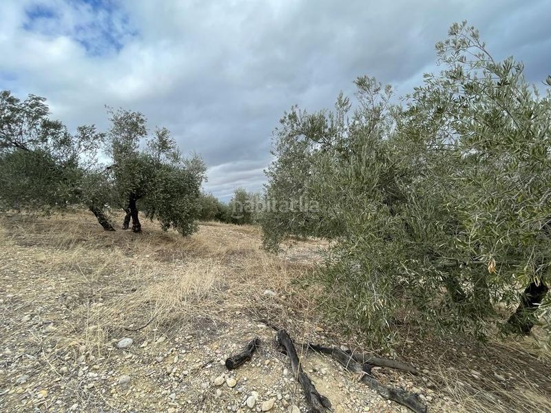 Foto 8786fc82-32c2-45bd-9318-b91baecaf834. Finca rústica a San Ildefonso - Catedral Jaén