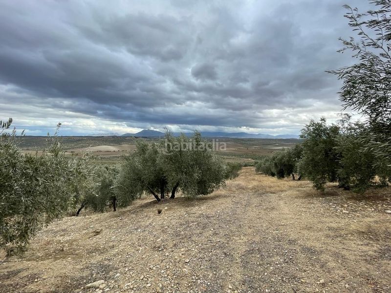 Foto 8c34cc3c-88e0-4e06-a658-4a7844540a15. Finca rústica a San Ildefonso - Catedral Jaén